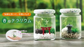 【さくらほりきり】苔のテラリウムの作り方【クラフトキット】