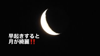 まるおの母　まるこの宿根草と低木の庭　2025 01 25 朝の月が綺麗でした〜。撮影もそこそこに、新幹線で東京に🚄　一昨日の留守中にやって来た鳥は⁉️ カラスは、フランスパンを食べられないのか問題