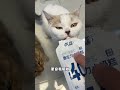 猫咪需不需要补充营养？ 小奶糕安排上怪兽故事全价主食小奶糕 原生力小奶糕