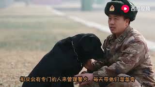 英国警犬退役后要立马安乐死，中国警犬的下场什么样呢