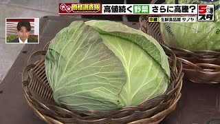 【キャベツ高騰のあおり】葉物野菜「レタス」の仕入れ価格が100円値上がり　高値が続くキャベツの代わりとして需要高まる【価格調査】 (2025年1月9日)