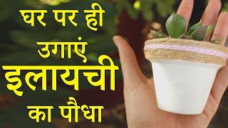 घर पर ही उगाएं इलायची का पौधा - How To Grow Cardamom Plant from seed - How To Care Green Cardamom घर पर ही उगाएं इलायची का पौधा - How To Grow Cardamom Plant from seed - How To Care Green Cardamom