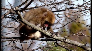 Snowmonkey eating a cherry tree