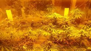 Hindu temple kush at full potential in bloom week 4 organics