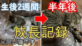 【秘蔵映像】保護した我が家の子猫の成長記録まとめ(生後2週間〜半年)