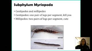 Phylum Arthropoda