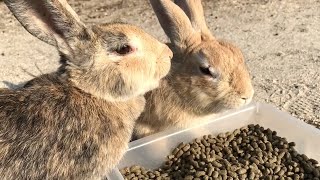 大久野島散策中に出会った仲良し野うさぎたちに癒された！