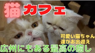 【広州生活】広州の猫カフェに行ってきた！めっちゃ可愛くて人懐っこい！猫好きにはたまらん白雲区の「居猫屋」