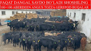 100+100 ABERDEEN ANGUS GEREFOD BUQALARI KELDI FAQAT DANGAL SAVDO BO’LADI BUQALAR LEKIN ZO’R EKAN