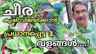 🌱 ചീര കൃഷി വിജയിക്കാൻ വേണ്ട 3 പ്രധാനപ്പെട്ട  വളങ്ങൾ 🌱 | Best 3 Fertilizer for Cheera | Krishi Tips