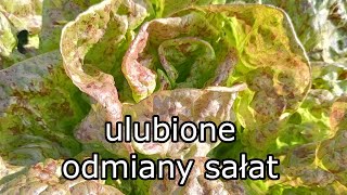 Sałata, moje ulubione odmiany