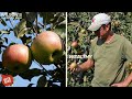 Wealthy Apples | Bite Size