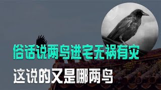 俗话说“两鸟进宅无祸有灾”，说的是哪种鸟呢？有道理吗？