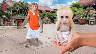 OMG! Cutis hide leave home find baby monkey in the most special surprising way