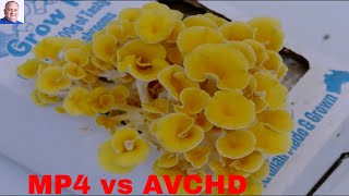 MP4 vs AVCHD Comparison