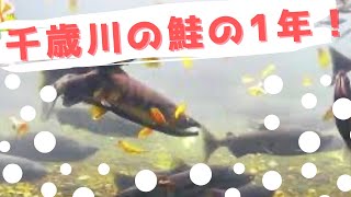 【こんな鮭たち】千歳川でおくる1年【千年水族館】 [Chitose, Hokkaido] Let's observe the year of the Chitose River