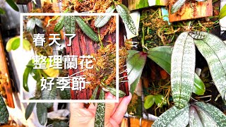 2023年2月6日 春天了！ 整理蘭花的好季節來了！ 上板 換材質 出瓶 的時間來了