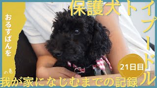 保護犬ノイちゃんを迎えて21日目　かわいいノイちゃんのおるすばん状況を倍速でお届けします｜保護犬を飼う｜トイプードル｜心を開くか！？｜鳴き声｜元繁殖犬｜トイレのしつけに苦戦中