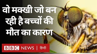 Chandipura Virus Infection: बच्चों में फैलने वाला चांदीपुरा वायरस क्या है? इससे कैसे बचें(BBC Hindi)