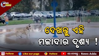 Cute Dog Having Fun In Water Fountain | Viral Video | ଗାଧୋଇବା ପାଇଁ କୁକୁର ଏତେ ବ୍ୟସ୍ତ?