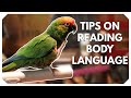 Reading Conure Body Language 101