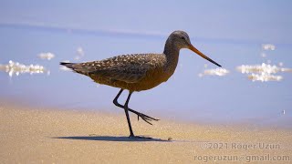 HDObservations : Hudsonian Godwit (4K UHD)