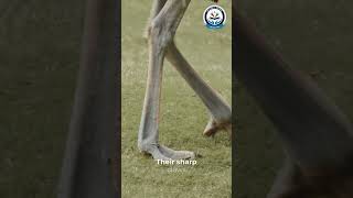 Ostrich: The Deadly Kickmaster! #ukpublicschool #ukps #ostrich