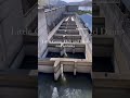 fish ladder at little goose dam to help adult fish travel upstream fishpassage