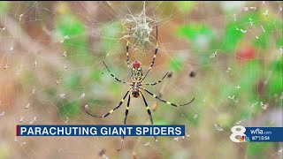 Huge parachuting spiders could invade Florida, scientists say