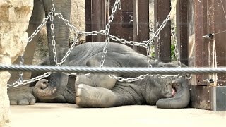 20220826 上野動物園　アジアゾウ　スーリヤに近いところで横になるアルン　ウタイとアルンのごはんの時間　青草をまとめるウタイ