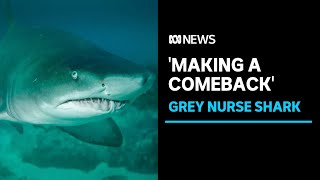 Grey nurse sharks 'thriving' at popular dive site | ABC News