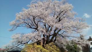 南信州の自然ー桜ー[安富桜]