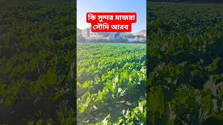 কি সুন্দর মাজরা, তায়েফ সৌদি আরব।  #saudiarabia #তায়েফ #মাজরা #majra #love