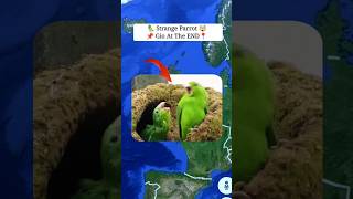 I Found Strange Parrot USA🦜On Google Earth and Maps #shorts #earth #maps #google