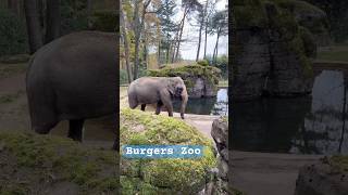 Burger Zoo🐘📍Antoon van Hooffplein 1, 6816 SH Arnhem, Netherlands