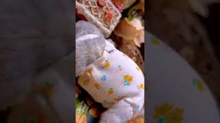 金絲熊 可愛ー hamster roborovski funny hampster crazy hamsters #winterwhitehamster #hamsterhabitats