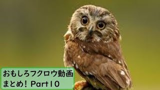 【面白 フクロウ】おもしろフクロウ動画まとめ！#10【かわいい】