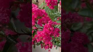 Crepe Myrtle #gardening #bluebellrecipes