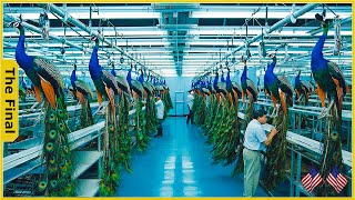 The Peacock Economy, How A Dazzling Bird Boosts China’s Farming Profits - Farming Documentary