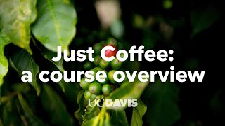 Just Coffee: A Course Overview