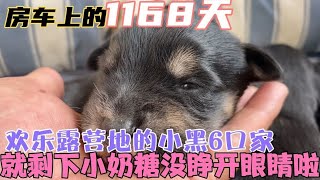 流浪狗生的5只狗宝宝在健康的成长、怎么就小奶糖的眼睛不愿意睁开呢【房车兵哥之旅】