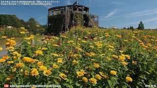 広島の風景2016秋 国営備北丘陵公園 「備北コスモスピクニック」 Part2/6 花の広場 ジニア(百日草) 10.15 Hiroshima Autumn,Bihoku Hillside Park