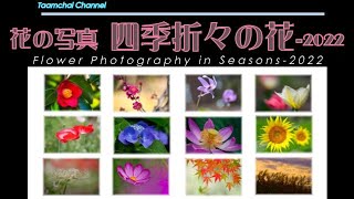 【花の写真】 四季折々の花 2022 #93