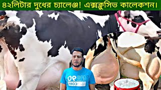 কুদ্দুস কাকা মানেই আনকমন এক্সক্লুসিভ ফাটাফাটি ৩০লিটার দুধের গাভী কালেকশন।