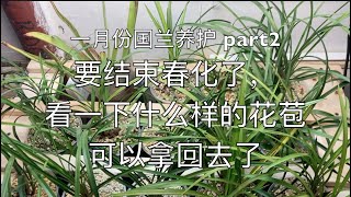 【小艾文养国兰】一月份春兰养护part2： 春化要结束了， 看一下什么样的花苞可以拿回去了