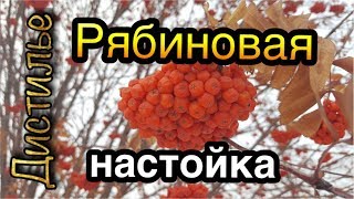 🍷Рябиновая настойка🍷