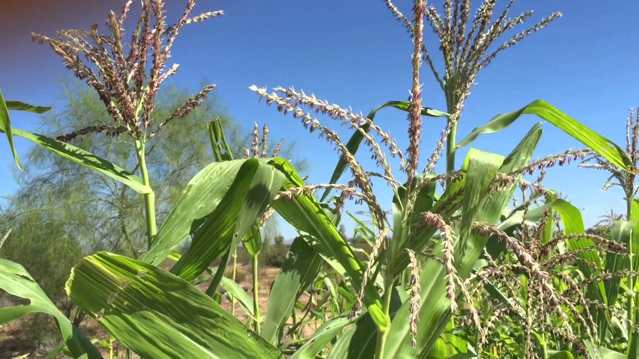 How Corn Grows - YouTube