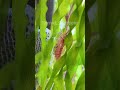 میگوی رد چری از میگو های بسیار راحت برای تکثیر هست و به شرطی که شرایط آب اوکی باشه باشه shrimp