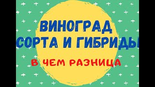 виноград. сорта и гибриды. в чем разница