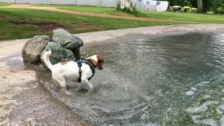 Cheerful Cervino!  Playing in the water!　…JACK RUSSELL TERRIER…